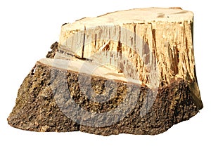 Piece of tree trunk