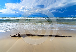 A piece of tree trunk thrown onto a seaside beach