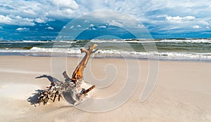 A piece of tree trunk thrown onto a seaside beach