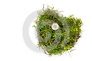 Piece of turf and moss in heart shape with a daisy isolated on w