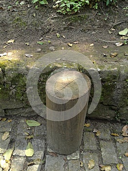 Piece of Wood in Catacumba Park Lagoa Rodrigo de Freitas Rio de Janeiro Brazil. photo