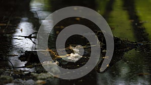 Piece of wood on the lake and a poplar flower on it