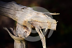 piece of wood from the root of a tree happens to be in the shape of a dragon& x27;s head with its mouth open, against a