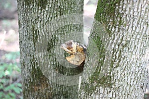 A piece of wood between two boles of an oak tree