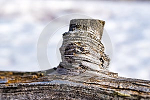 Piece of wooden branch closeup