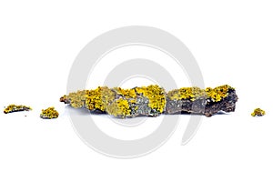 Piece of yellow lichens on tree bark isolated on white