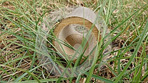 Pieces of bamboo on the grass