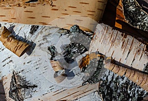 Pieces of birch bark close up