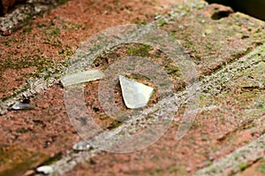 Pieces of broken glass on a bricks