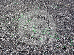 Pieces of broken green glass on an asphalt