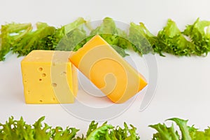 Pieces of cheeses of different tastes and fresh leaves of frillis