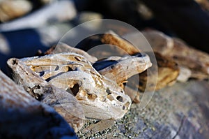 Pieces of driftwood