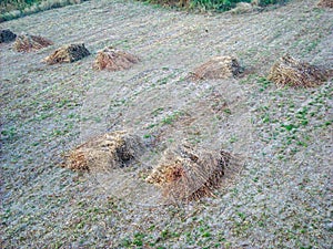 pieces of hay on a field