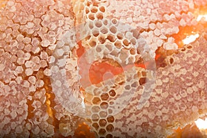 Pieces of honeycomb, filled with liquid honey