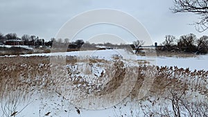 Pieces of the ices floating in the river, reeds