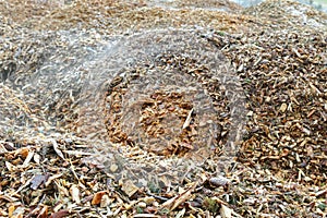 Pieces of pine tree chips burned to generate heat for district h