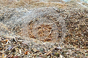 Pieces of pine tree chips burned to generate heat for district h photo