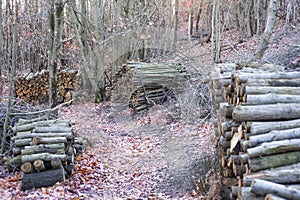 Pieces of split firewood