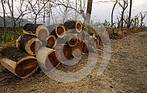 Pieces of tree wood arranged on the edge of the footpath