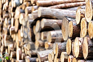 Pieces of wood after cutting