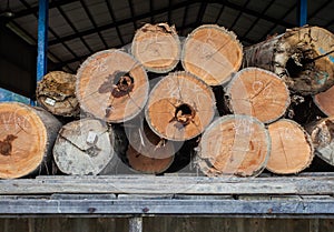 Pieces of wood harvested from the forest at a sawmill, in Balikpapan, East Kalimantan, Indonesia