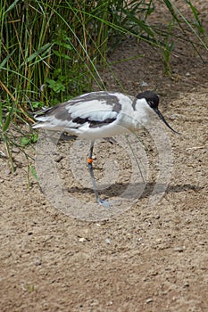 Pied Avocet