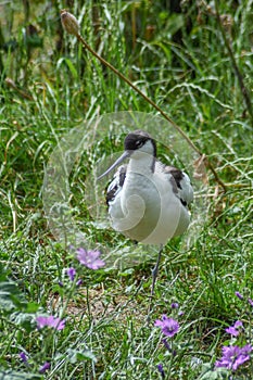 Pied Avocet