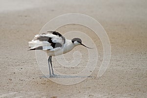 Pied avocet photo