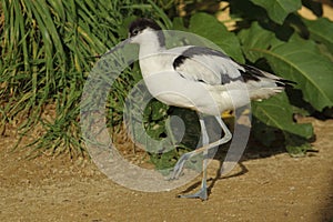 Pied avocet