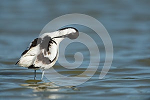 Pied avocet