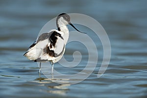 Pied avocet