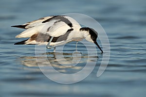 Pied avocet