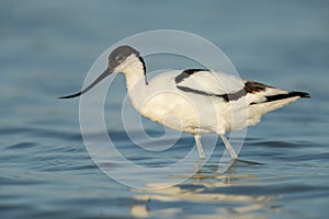 Pied avocet