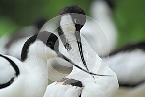 Pied avocet