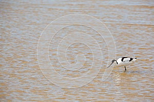 Pied Avocet