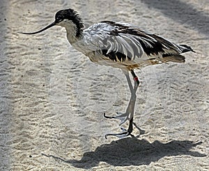 Pied avocet 7