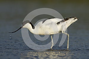 Pied Avocet