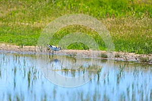 Pied avocet bird in nature