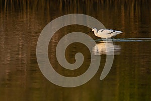 Pied avocet in bronze water