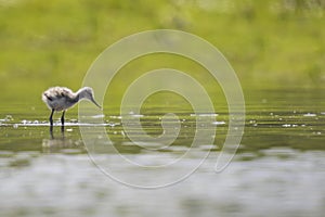 Pied Avocet chick