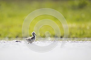 Pied Avocet chick