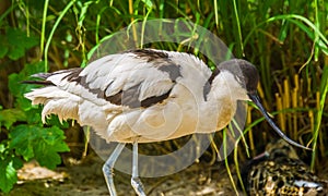 Pied avocet in closeup, black and white bird with a long curved bill, wading bird from Eurasia