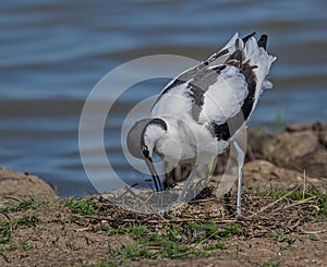 Pied Avocet Egg Turning photo