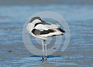 Pied Avocet, Kluut, Recurvirostra avosetta