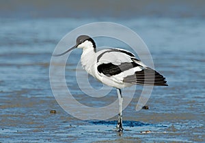 Pied Avocet, Kluut, Recurvirostra avosetta