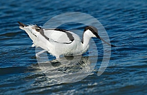 Pied Avocet, Kluut, Recurvirostra avosetta