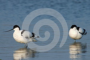 Pied Avocet, Kluut, Recurvirostra avosetta