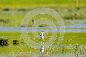 Pied Avocet in landscape