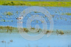 Pied Avocet in landscape