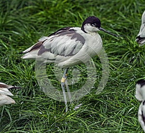 Pied avocet on the lawn 7